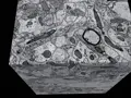 Deep Learning Methods for 3D Segmentation of Neural Tissue in EM Images